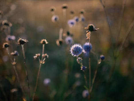 A serene close-up of wildflowers in a sunlit meadow, capturing the essence of late summer.